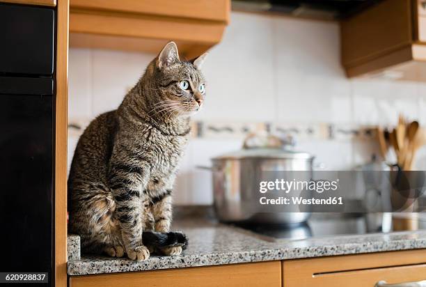 tabby cat sitting on kitchen worktop - tabby cat stock pictures, royalty-free photos & images