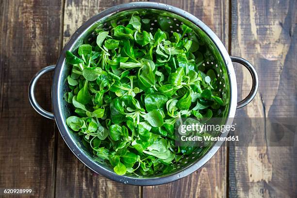 fresh lamb's lettuce in colander - mache stock pictures, royalty-free photos & images