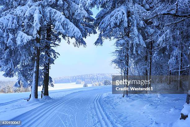 germany, thuringia, wintry forest with ski tracks near masserberg - marca de esqui - fotografias e filmes do acervo