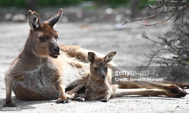 Baby Kangaroo Island "Joey" with its mother at Melbourne Zoo on November 4, 2016 in Melbourne, Australia. Kangaroos Island kangaroo joeys are about...