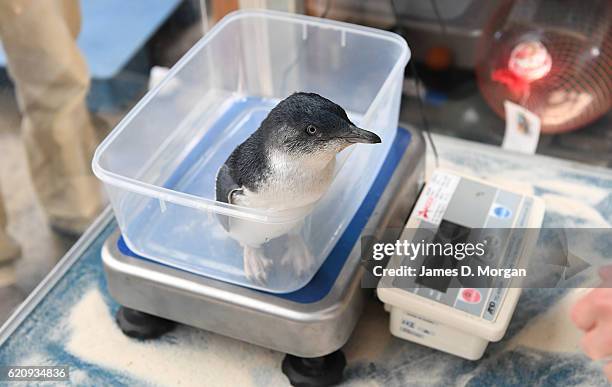 Baby "Little Blue" penguins at Melbourne Zoo on November 4, 2016 in Melbourne, Australia. This has been a very successful breeding season at...