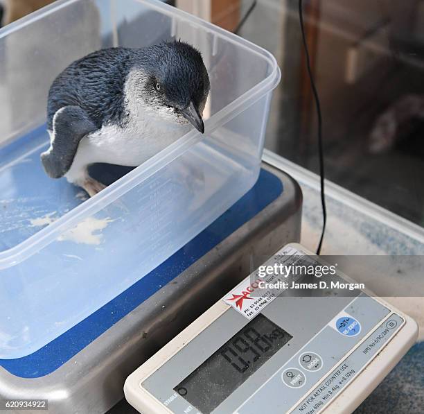 Baby "Little Blue" penguins at Melbourne Zoo on November 4, 2016 in Melbourne, Australia. This has been a very successful breeding season at...