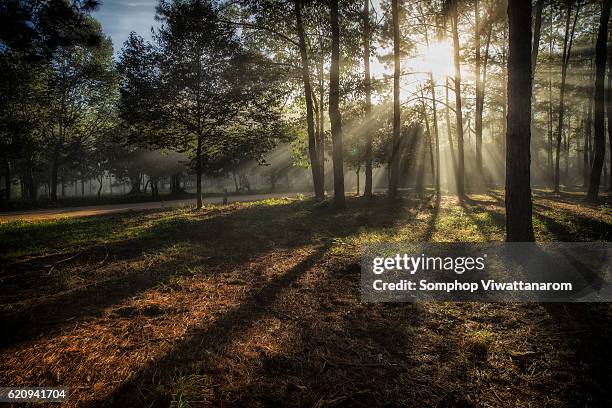 morning sunrise - foggy road stock pictures, royalty-free photos & images