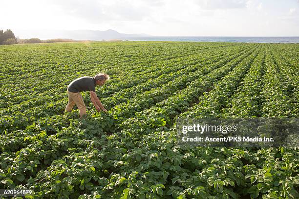 farmer checks potato plant with field behind - nutzpflanze stock-fotos und bilder