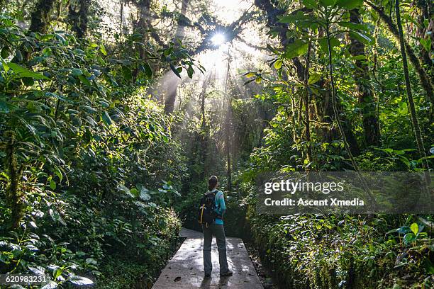 female hiker pauses to look upwards into jungle - foresta pluviale di monteverde foto e immagini stock