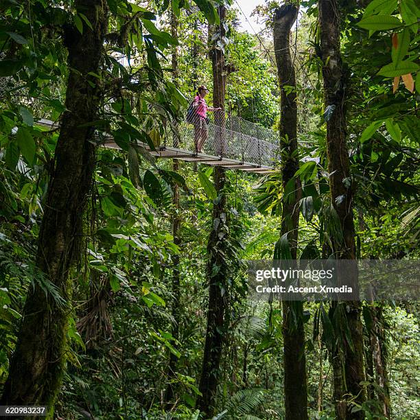 woman crosses hanging bridge above jungle - bosque nuboso monteverde fotografías e imágenes de stock