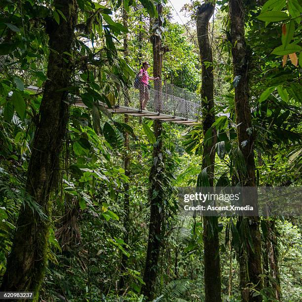 woman crosses hanging bridge above jungle - touwbrug stockfoto's en -beelden