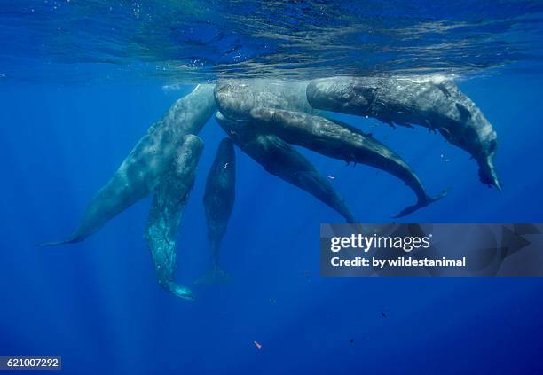 sperm whales socializing - sperm whale stock pictures, royalty-free photos & images