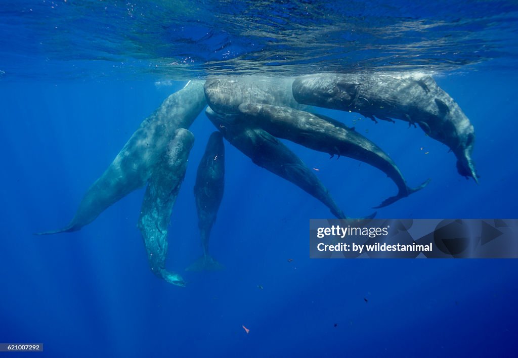Sperm Whales Socializing