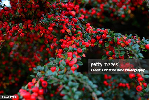 very berry autumn - cotoneaster horizontalis stock pictures, royalty-free photos & images