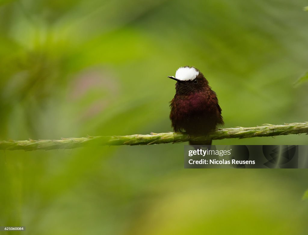 Microchera albocoronata (snow cap)