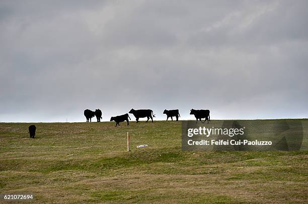 medium group of cows on a hill at clogherhead of kerry county in ireland - medium group of animals photos et images de collection