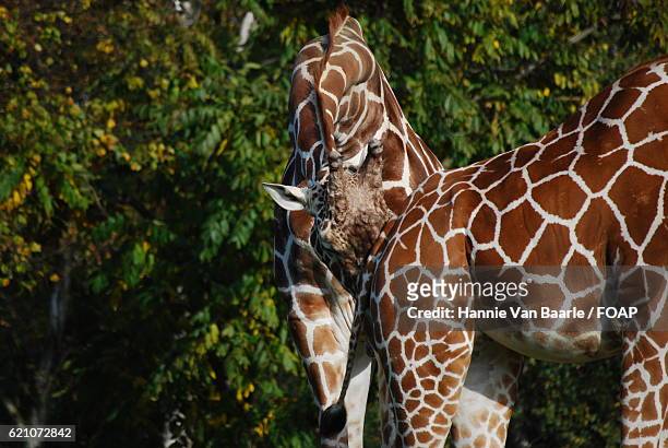 close-up of two giraffes - hannie van baarle stockfoto's en -beelden