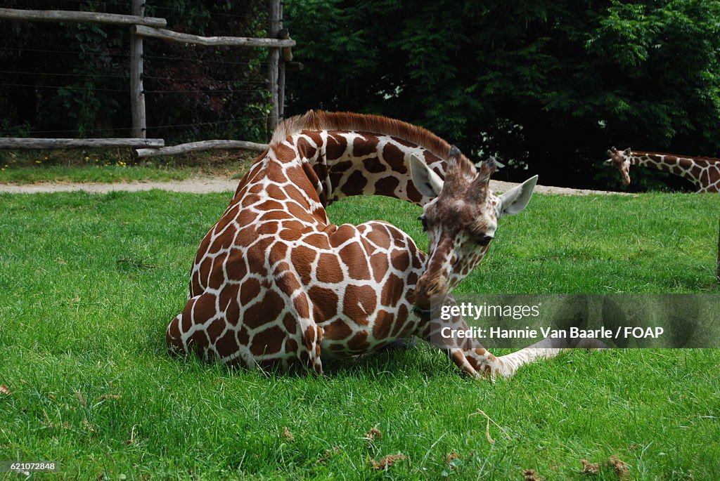 Giraffe resting on grass