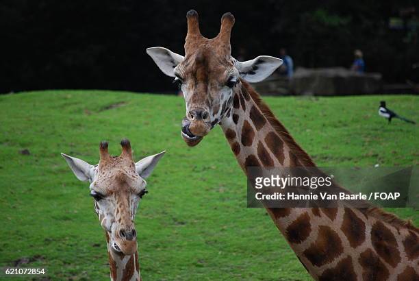 close-up of a mother giraffe and calf - hannie van baarle stockfoto's en -beelden
