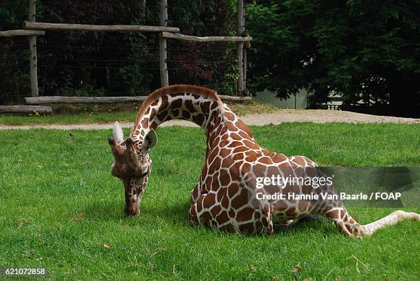 giraffe relaxing on green grass - hannie van baarle stockfoto's en -beelden