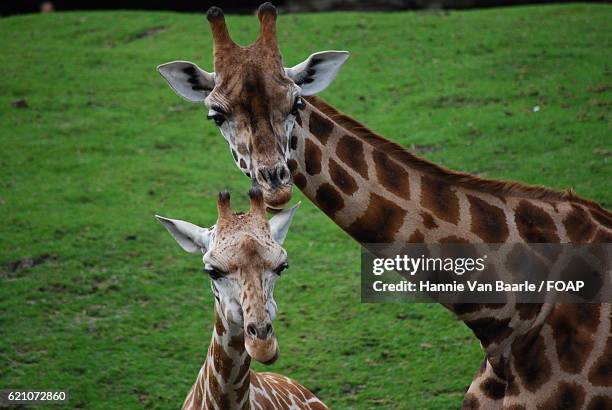 portrait of two giraffe - hannie van baarle stockfoto's en -beelden