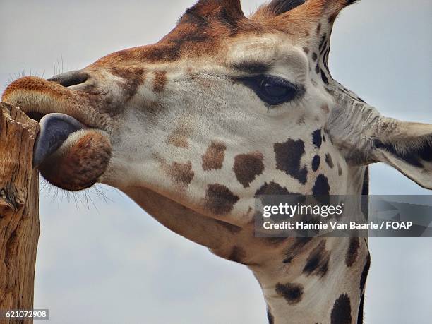 close-up of a giraffe licking - hannie van baarle stockfoto's en -beelden