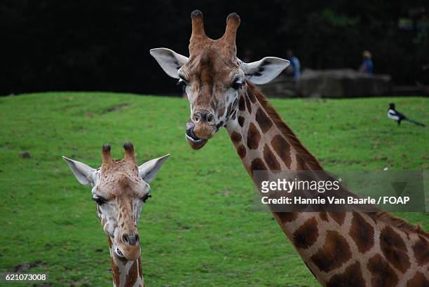 close-up of two giraffes - hannie van baarle stock pictures, royalty-free photos & images