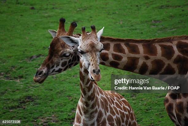 two giraffes - hannie van baarle photos et images de collection