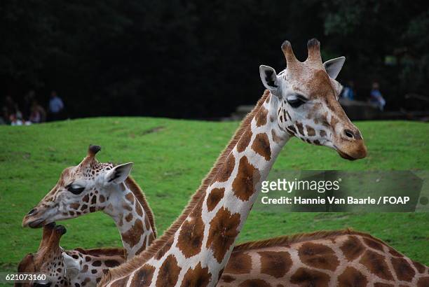 close-up of two giraffes - hannie van baarle stock pictures, royalty-free photos & images