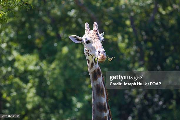 close-up of a giraffe eating - cape may 個照片及圖片檔