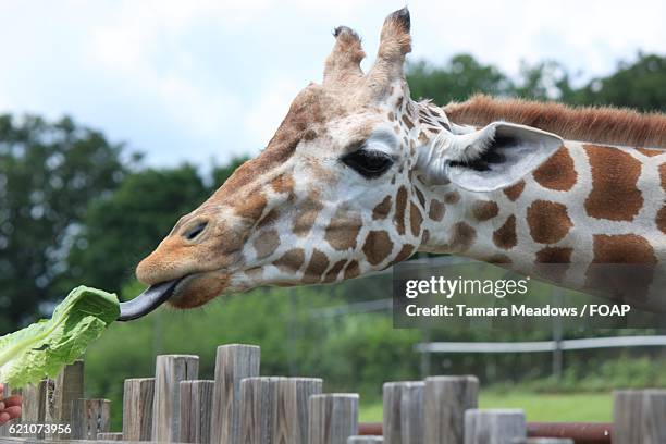 giraffe eating lettuce leaf - oklahoma city nature stock pictures, royalty-free photos & images