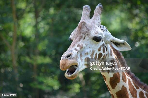 giraffe with open mouth - columbia south carolina stock pictures, royalty-free photos & images