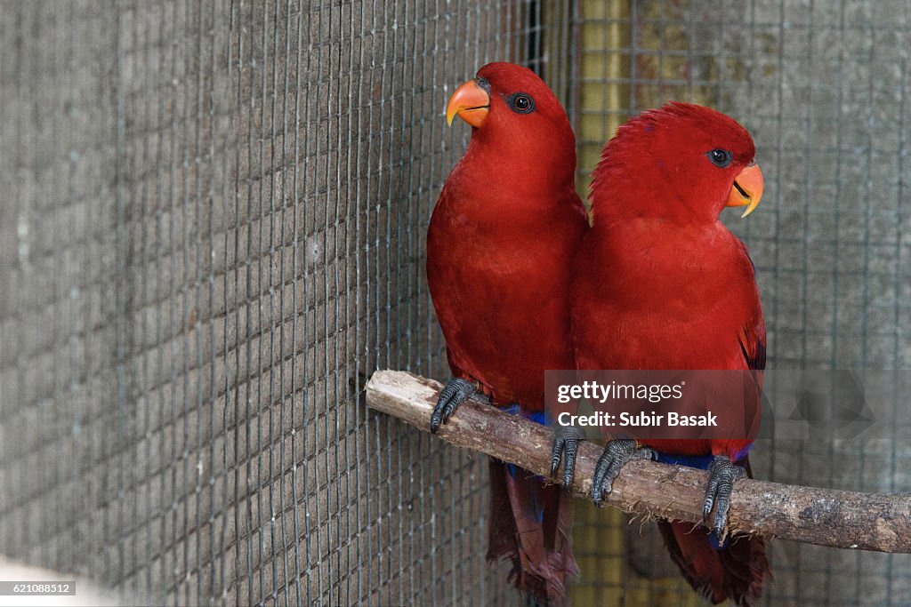 Close-Up Of a pair of Red Lorikeets In Cage.
