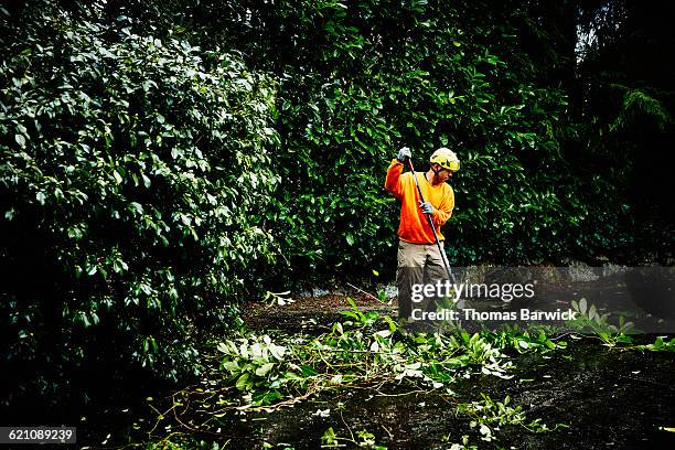 Tree Clean Up Photos and Premium High Res Pictures - Getty Images