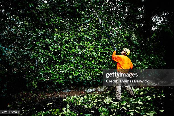 arborist using pole saw to trim hedge - gardening stock pictures, royalty-free photos & images