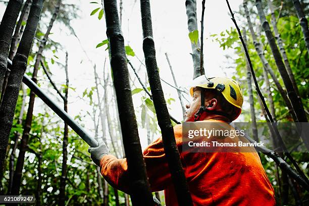 arborist in trees using pole saw to prune trees - pole stock pictures, royalty-free photos & images