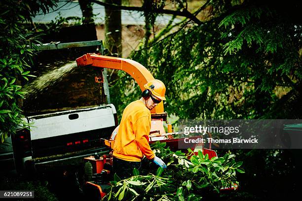 arborist guiding branches into tree chipper - wood chipper stock pictures, royalty-free photos & images
