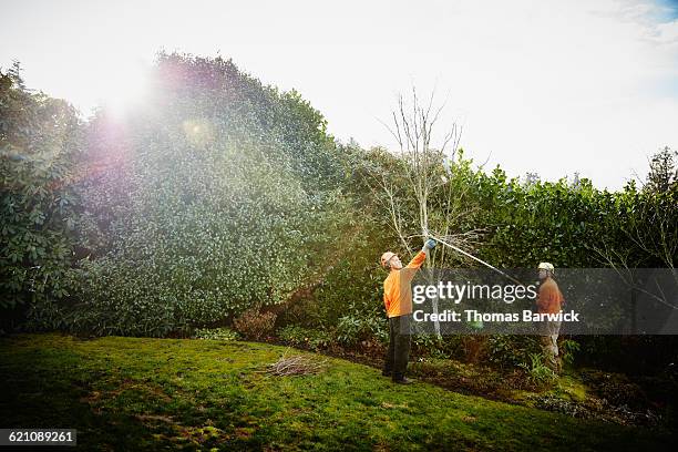 arborists pruning tree in yard - professional landscapers stock pictures, royalty-free photos & images