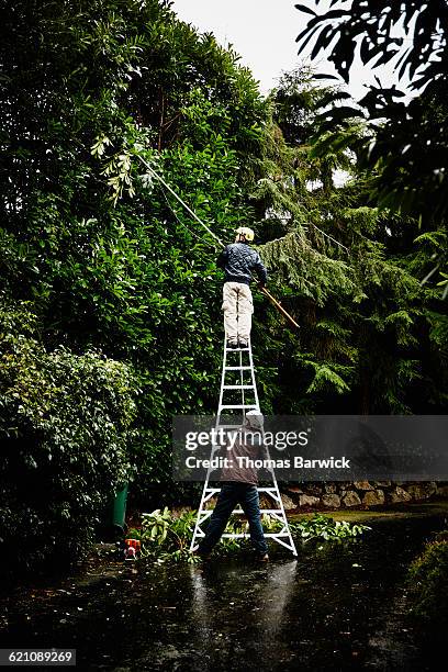 484 Tree Pruning Ladder Stock Photos, High-Res Pictures, and Images ...