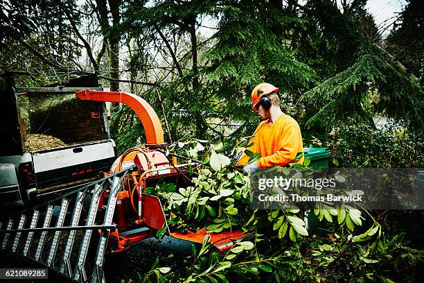 arborist cleaning up after pruning project - tree service stock pictures, royalty-free photos & images