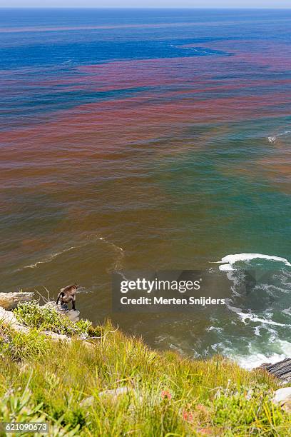 Red Ride Ocean 547 Red Tide Ocean Stock Photos, High-Res Pictures, and Images - Getty ...