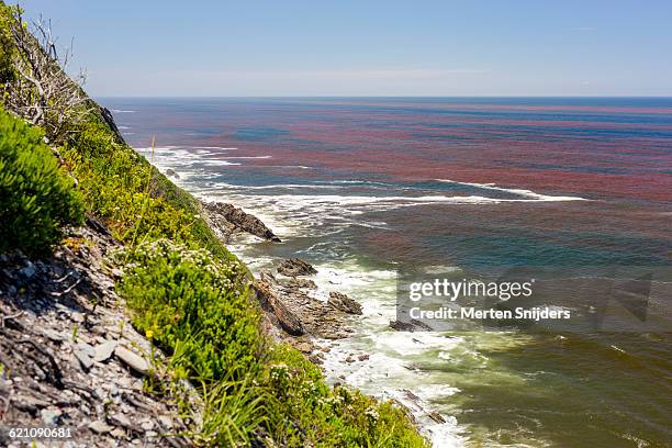 harmful algal bloom (hab), red tide - red_tide stock pictures, royalty-free photos & images