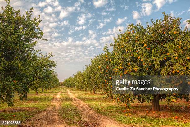 citrus aurantium - orange tree stock-fotos und bilder