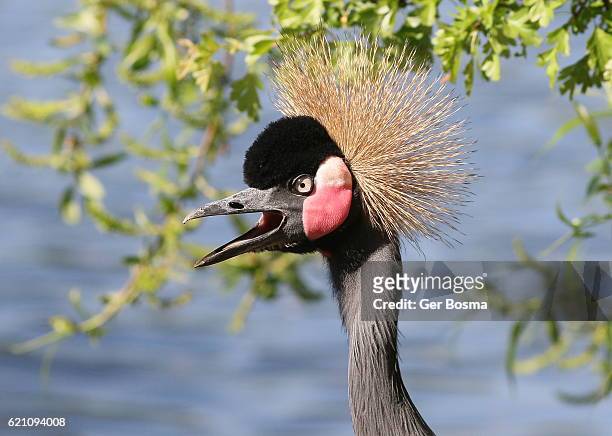 excited black crowned crane - grulla coronada fotografías e imágenes de stock
