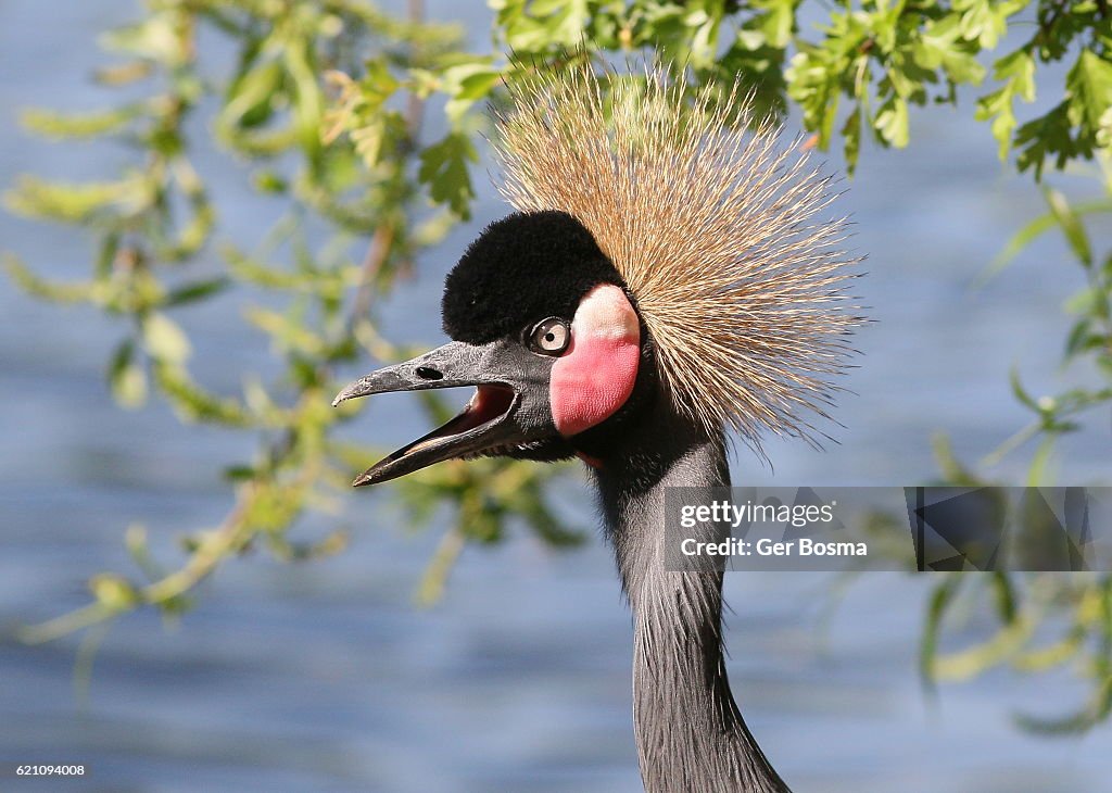 Excited Black Crowned Crane