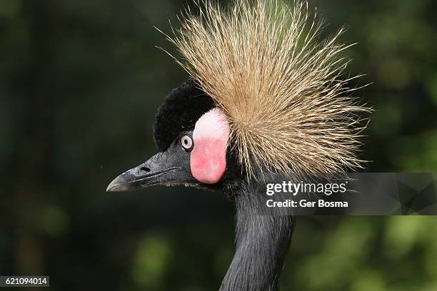 black crowned crane in profile portrait - grulla coronada fotografías e imágenes de stock