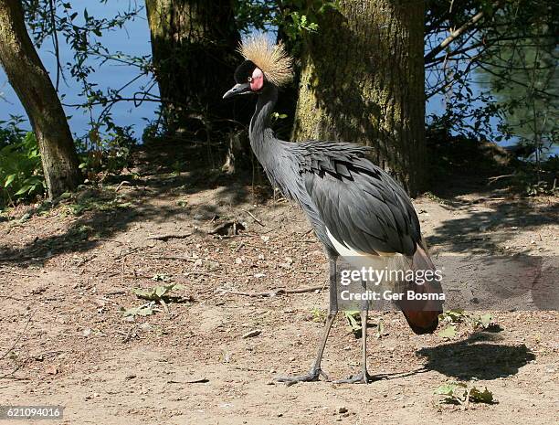 black crowned crane (balearica pavonina) - grulla coronada fotografías e imágenes de stock