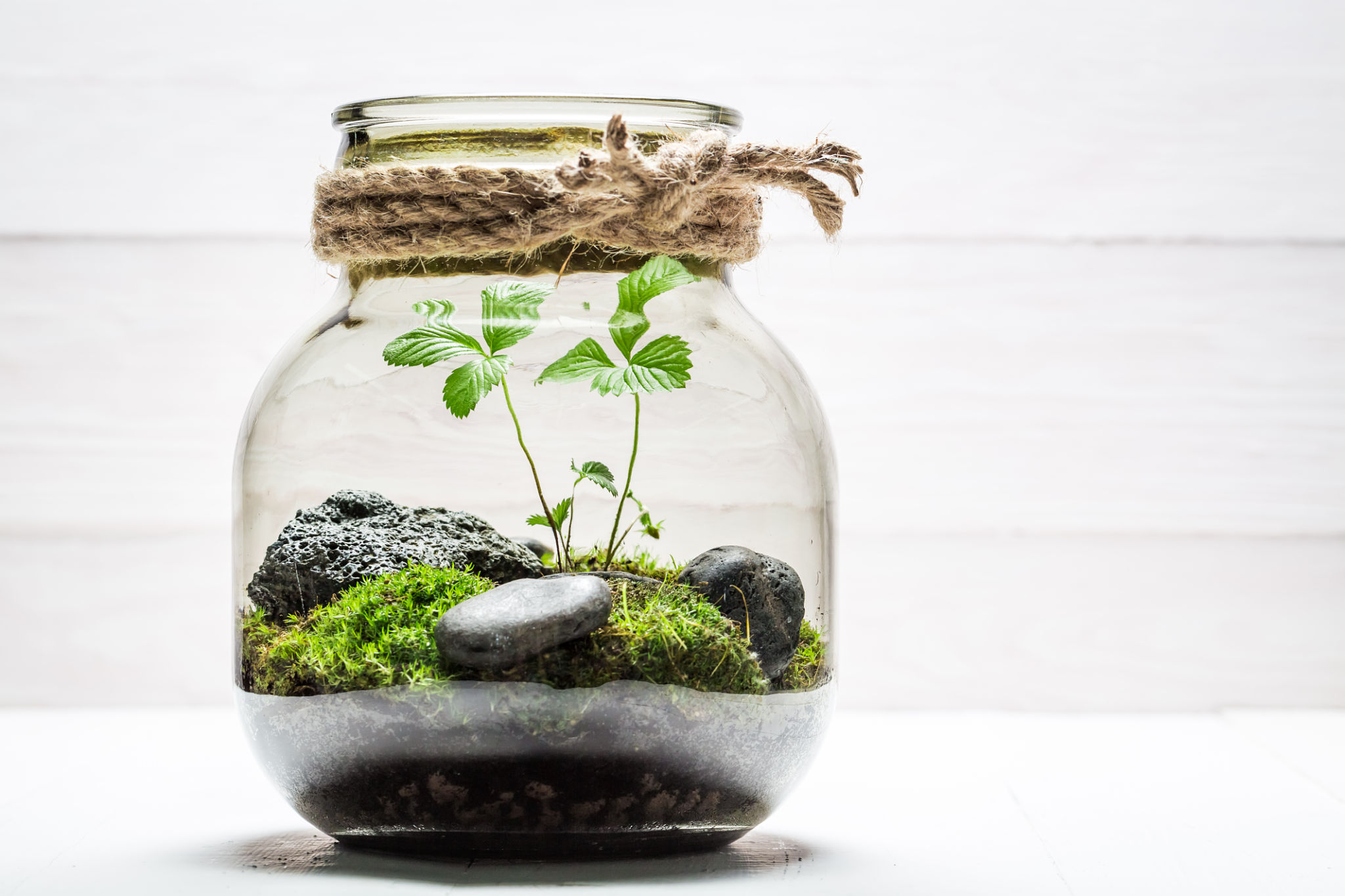 terrarium plants