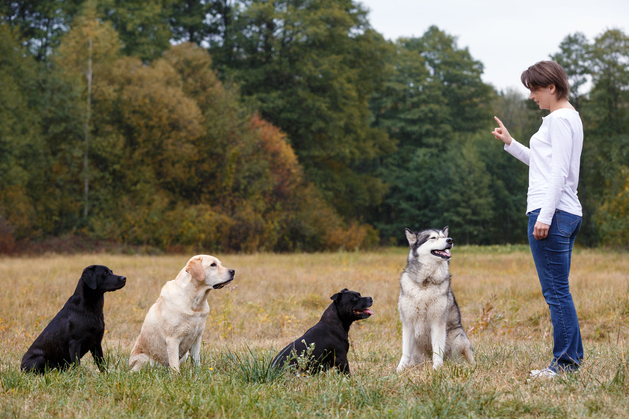 Woman that trains several dogs of various breeds Woman that trains several dogs of various breeds