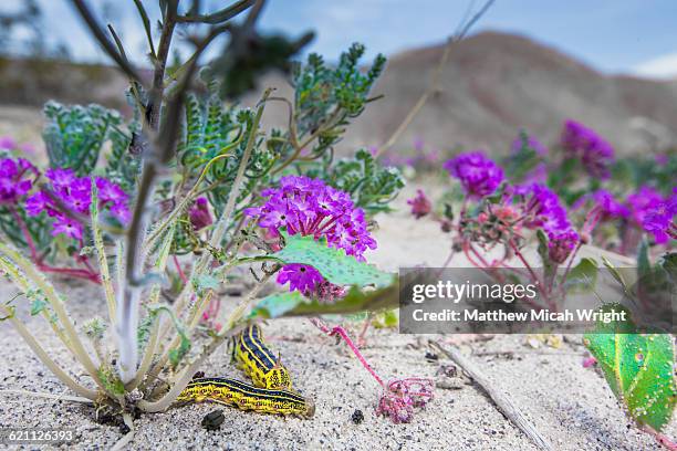 caterpillars appear during the desert super bloom. - california super bloom stock pictures, royalty-free photos & images