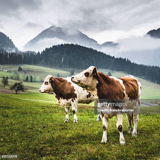 wilde kühe in den alpen für die weide - wild cattle stock-fotos und bilder