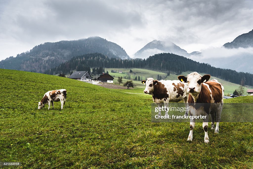 Wild cows in the alps for the pasture