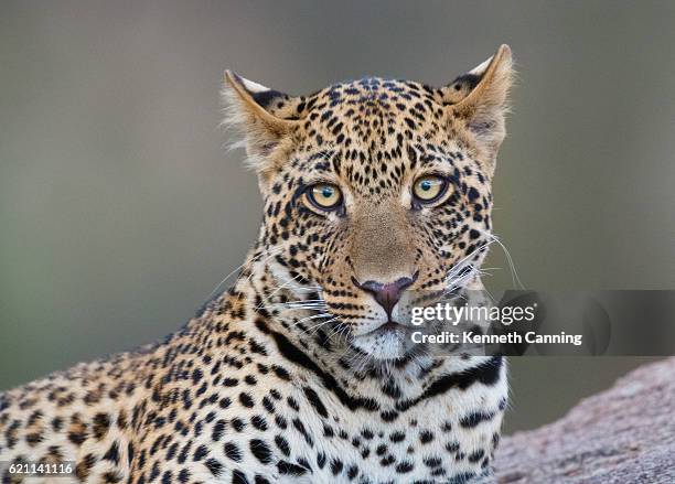 leopard in serengeti national park, tanzania africa - leopard face stockfoto's en -beelden