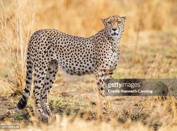 cheetah in serengeti national park, tanzania africa - serengeti park stockfoto's en -beelden